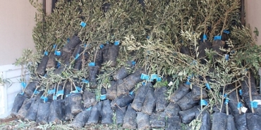 19-ilcede-2-bin-ureticiye-40-bin-zeytin-fidani-dagitimi-2GsNjEvM.jpg