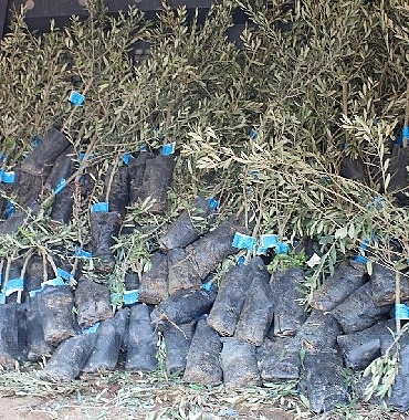 19-ilcede-2-bin-ureticiye-40-bin-zeytin-fidani-dagitimi-2GsNjEvM.jpg