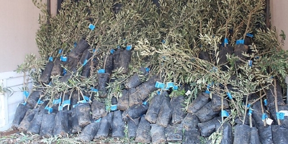 19-ilcede-2-bin-ureticiye-40-bin-zeytin-fidani-dagitimi-2GsNjEvM.jpg