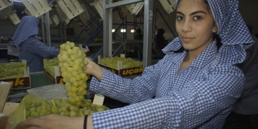 superior-seedless-uzum-ihracati-basladi-nqhUXsK3.jpg