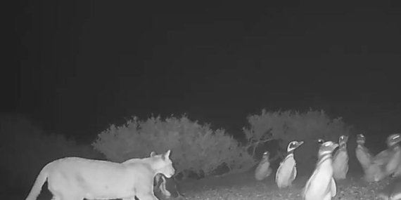 Puma Dalgasıyla Penguenler Etkileniyor: Arjantin
