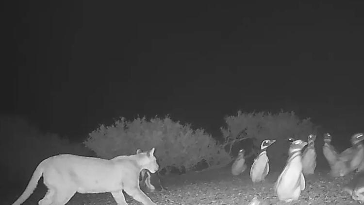 puma-dalgasiyla-penguenler-etkileniyor-arjantin-m4EIt4ZQ.jpg