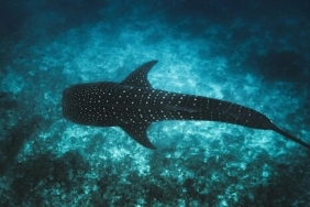 WhatsApp Image 2026-02-11 at 10.13.44