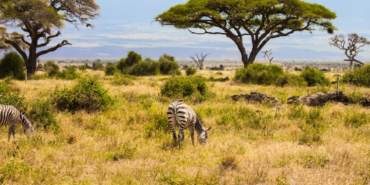 Kenya Savanında 18 Yıl Sonra Otçulların Dönüşü Ağaç Örtüsünü Değiştirdi