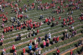 Avustralya'daki Çilek Çiftliğinde 1522 Kişinin Katılımıyla İki Guinness Rekoru Kırıldı