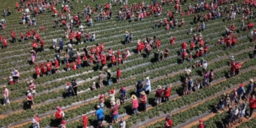 Avustralya'daki Çilek Çiftliğinde 1522 Kişinin Katılımıyla İki Guinness Rekoru Kırıldı