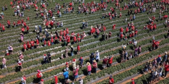 Avustralya’daki Çilek Çiftliğinde 1522 Kişinin Katılımıyla İki Guinness Rekoru Kırıldı