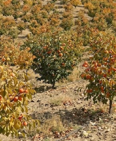 Doğu Asya Kökenli Cennet Hurması Türkiye'den Dünya Pazarlarına İhraç Ediliyor