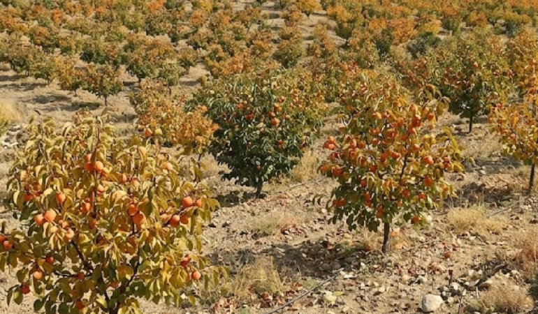 Doğu Asya Kökenli Cennet Hurması Türkiye'den Dünya Pazarlarına İhraç Ediliyor