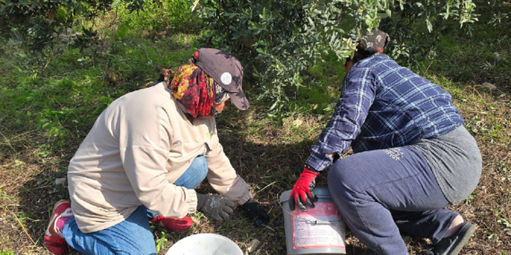 Hatay Samandağ’da Halhalı Zeytini Hasadı Başladı: Bahçede Kilogramı 150 Liraya Ulaştı