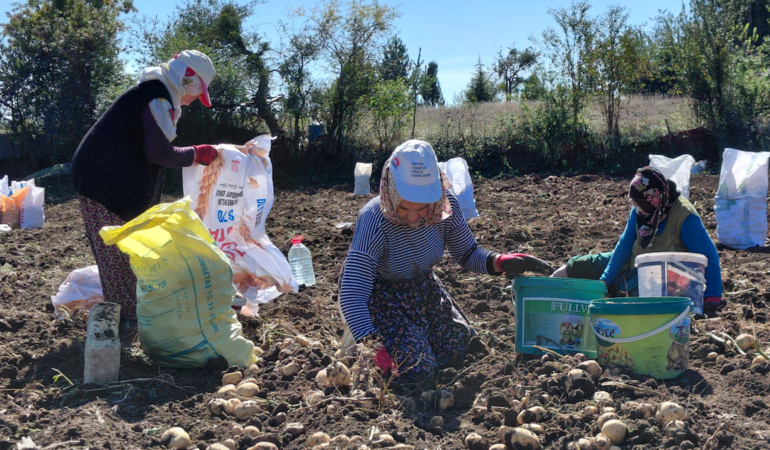 Tokat'ta Coğrafi İşaretli Başçiftlik Beyazı Patatesin Hasadı Başladı