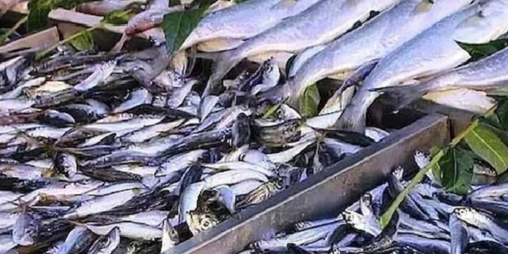 Konserve Uskumru Yüksek Omega-3 ve Düşük Cıva Oranıyla Öne Çıkıyor
