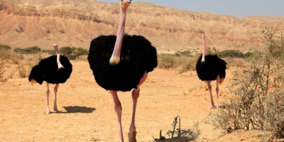 Nijer’deki Gadabedji Rezervi’ne 70 Yıl Sonra 8 Kuzey Afrika Deve Kuşu Bırakıldı